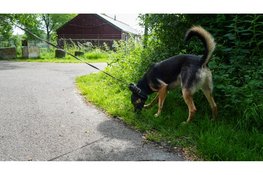 Mogelijke schoten gehoord op Blauwe Berg in Hoorn, politie doet uitgebreid onderzoek