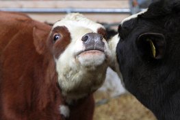 Praten met koeien in het rundveemuseum op 14 juni