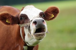 Praten met koeien in het rundveemuseum op 14 juni