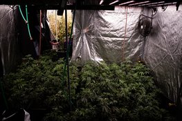 Levensgevaar achter de voordeur: drugsteam Noord-Holland rolt hennepkwekerijen op