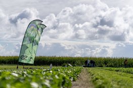 Resistentie staat centraal tijdens innovaties in bladgewassen in Twisk