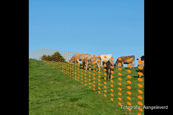 Beweiden met GPS op 9 augustus in het Rundveemuseum