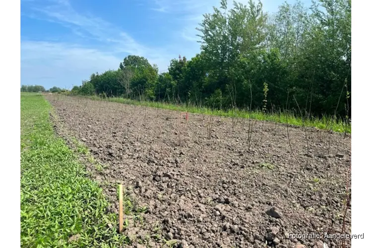 Eerste beplanting in Nijevoert voor ecologische zone