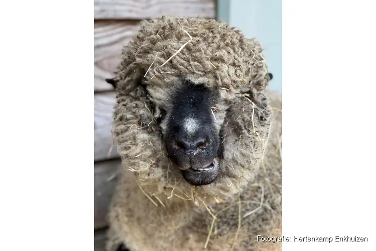 Dierendag bij Hertenkamp Enkhuizen
