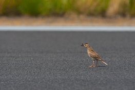 Nederlanders willen meer ruimte voor natuur